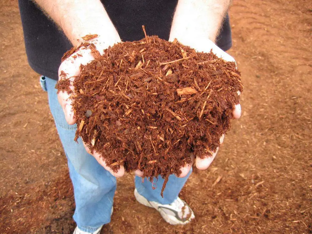 Two hands holding fresh red hemlock bark