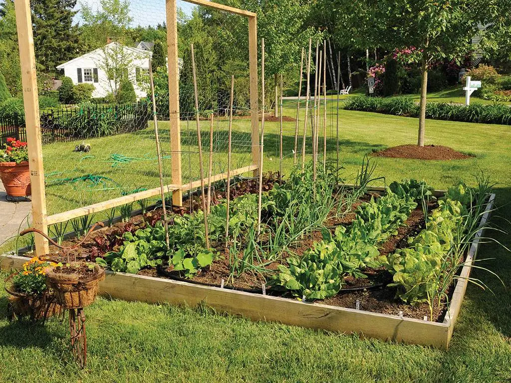 A raised vegetable garden with a trellis
