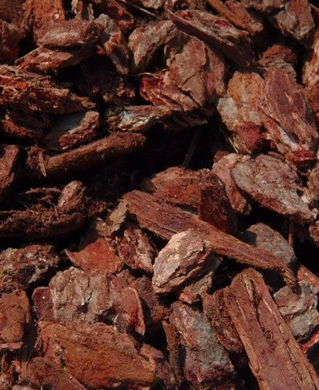 Close-up of bark rock