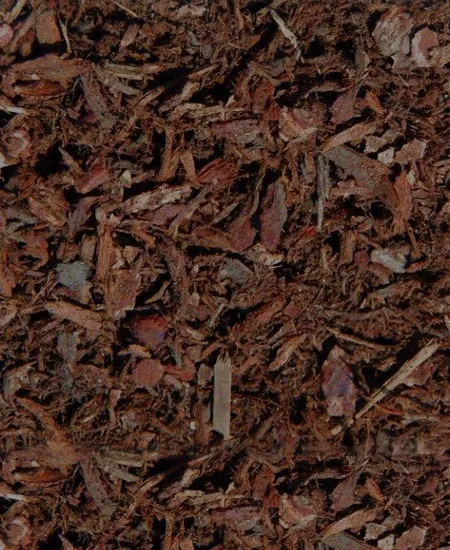 Close-up of chocolate fir