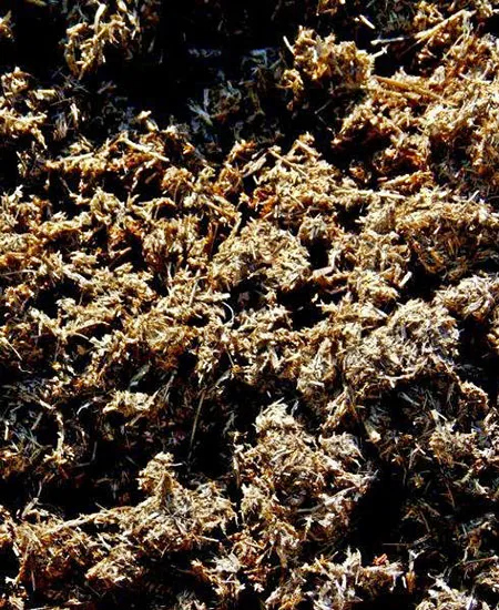 Close-up of dairy manure