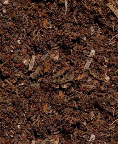 Close-up of dark hemlock