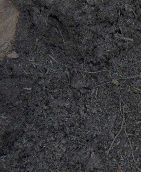 Close-up of lawn mix