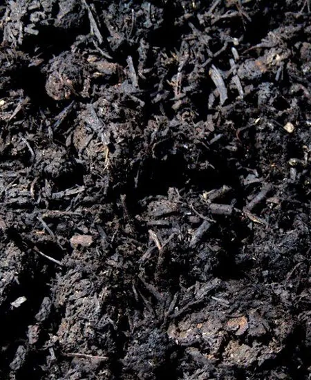 Close-up of mint compost