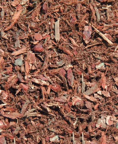 Close-up of red fir