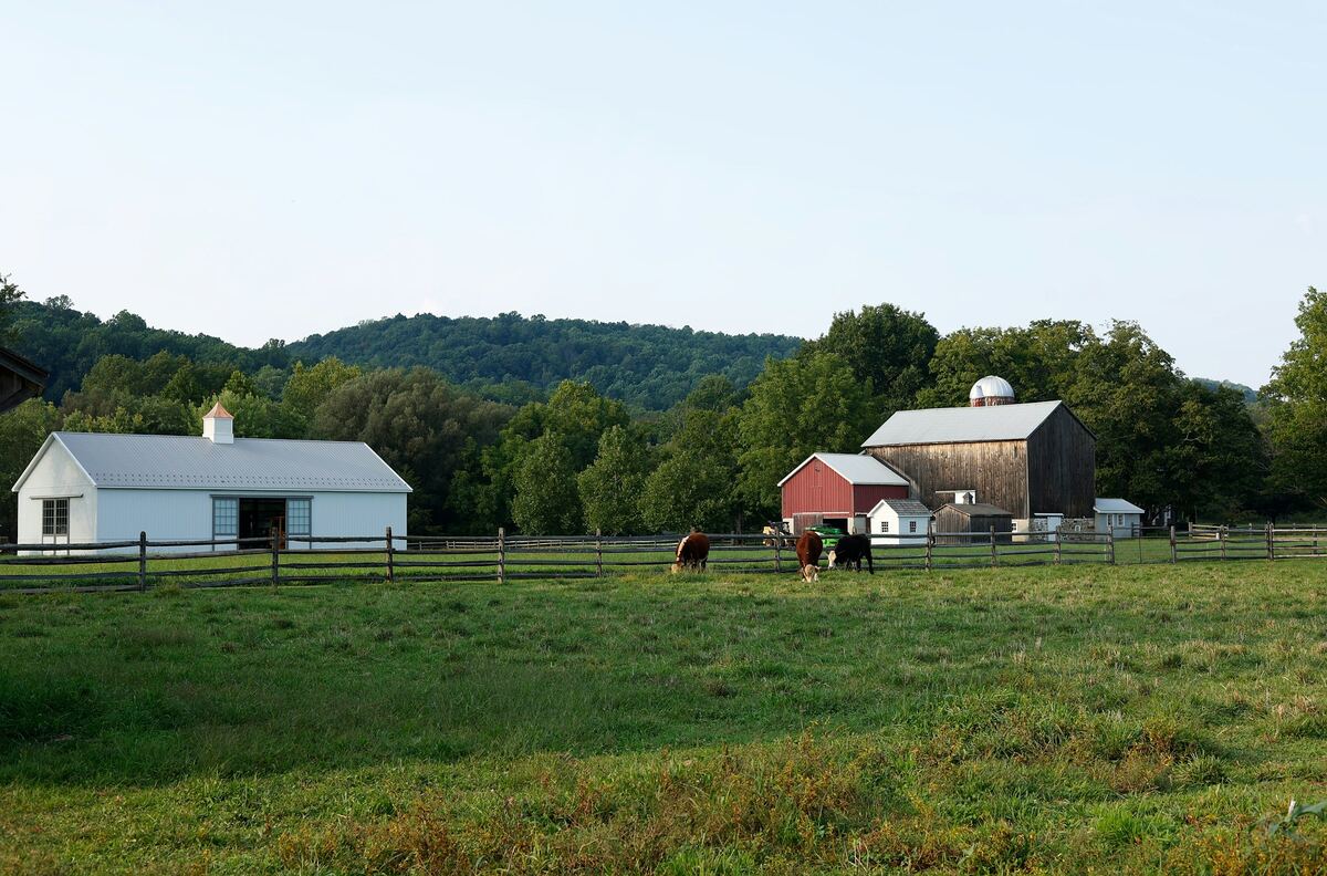 Barns and a fenced paddock with grazing cattle