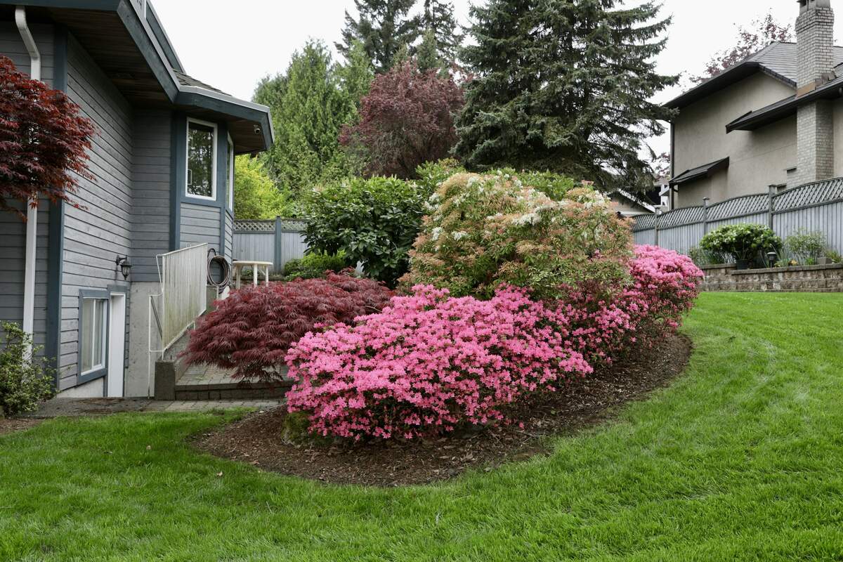 A mulched bed of azaleas and a Japanese maple beside a lawn