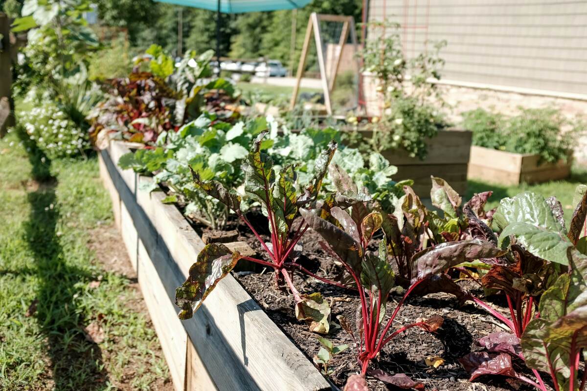 Wooden raised beds of dark soil planted with chard